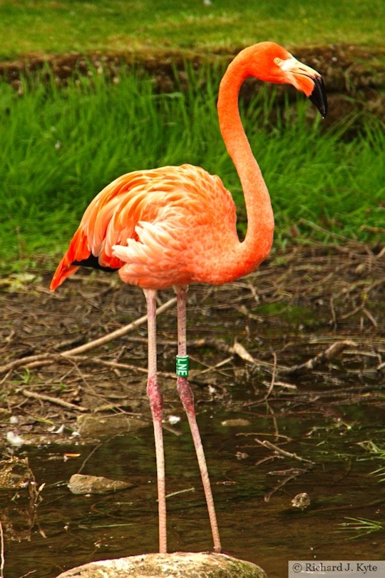 Caribbean Flamingo, Birdland Park and Gardens, Gloucestershire