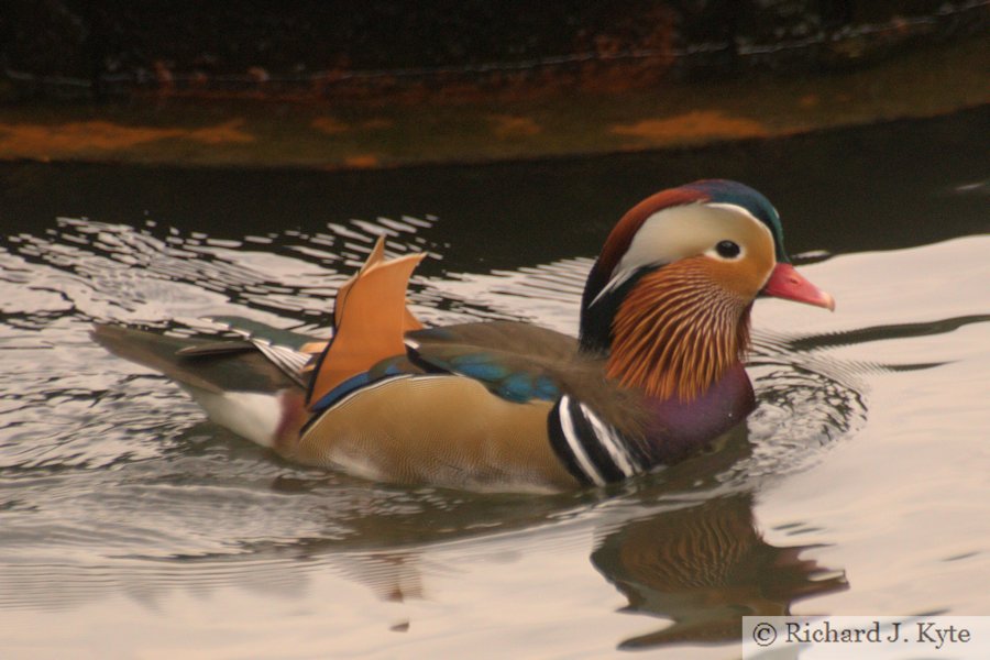 Mandarin Duck, Forest of Dean, Gloucestershire