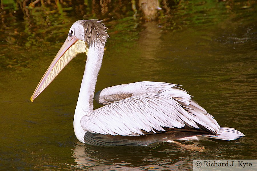 Pink-backed Pelican, Birdland Park and Gardens, Gloucestershire