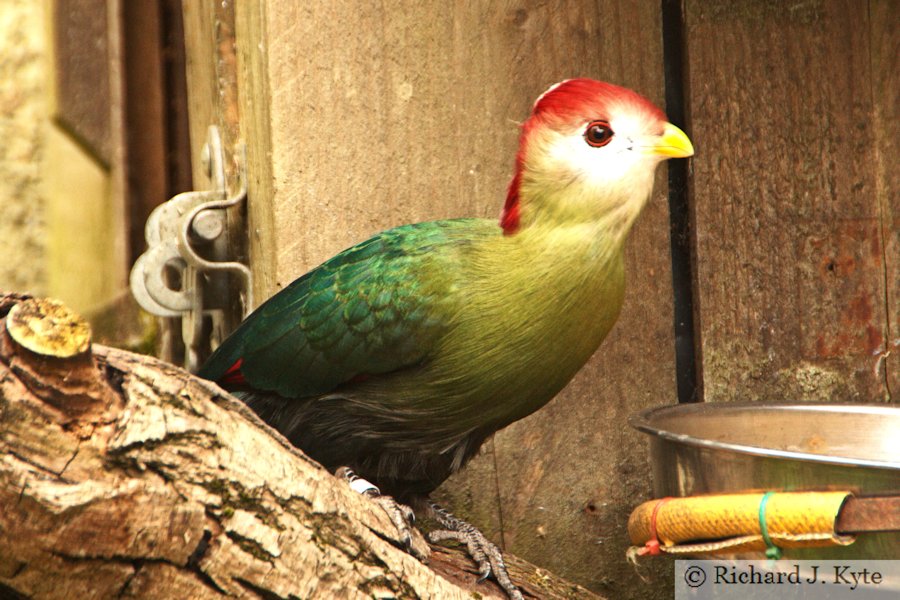 Red-crested Touraco, Birdland Park and Gardens, Gloucestershire
