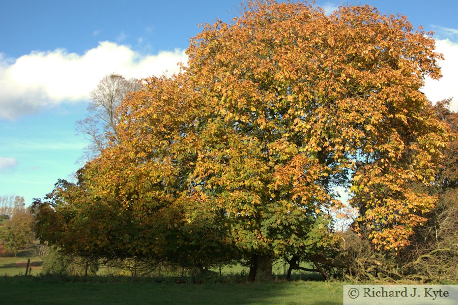 Autumn Tree, Berrington Hall, Herefordshire