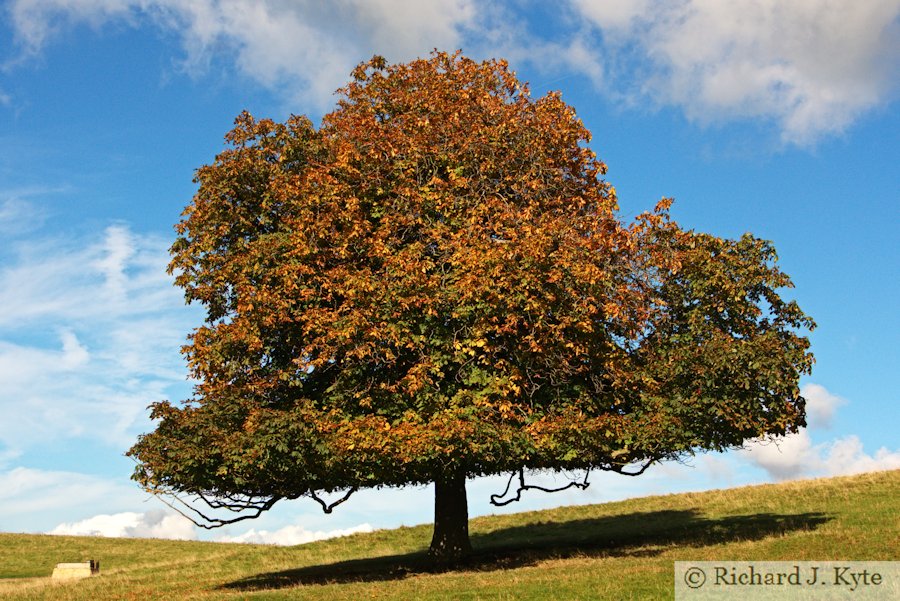 Autumn Tree, Dyrham Park, Gloucestershire