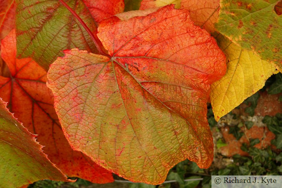Autumn Leaf, Coughton Court, Warwickshire