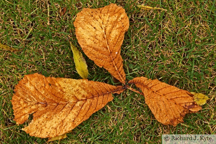 Autumn Leaves, Coughton Court, Warwickshire