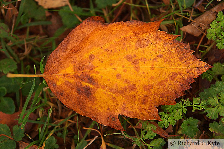 Autumn Leaf, Hidcote Manor Gardens, Gloucestershire
