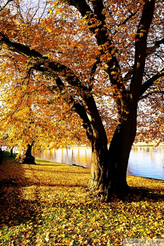 Autumn Riverbank, River Avon, Evesham Worcestershire