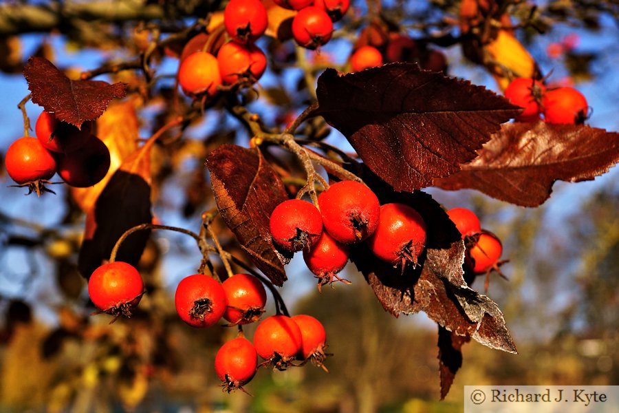 Autumn Berries,Workman Gardens, Evesham Worcestershire