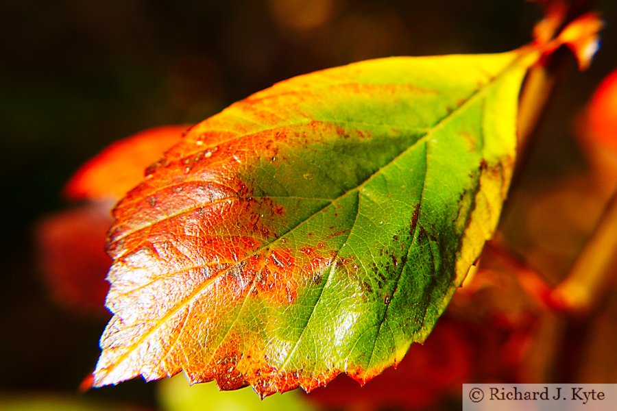 Autumn Leaf,Workman Gardens, Evesham Worcestershire