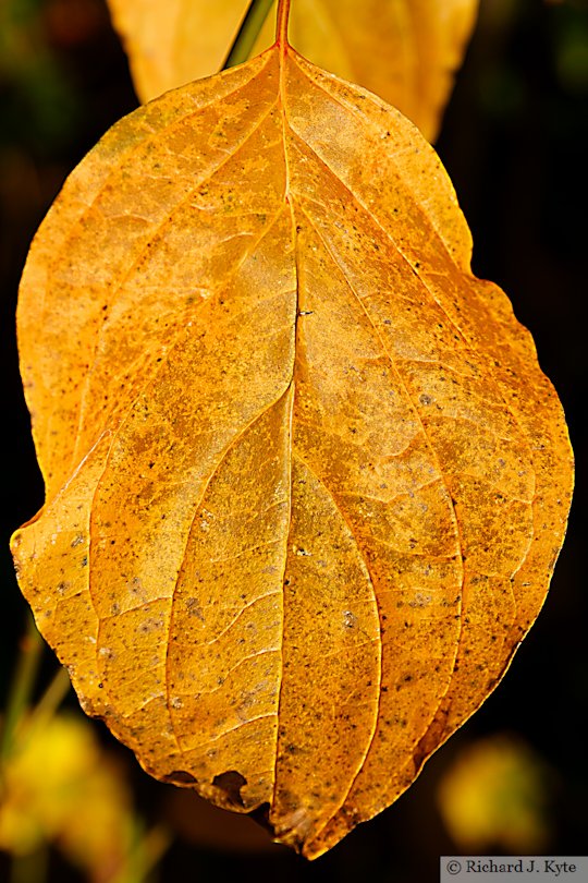Autumn leaf, Greenhill, Evesham Worcestershire