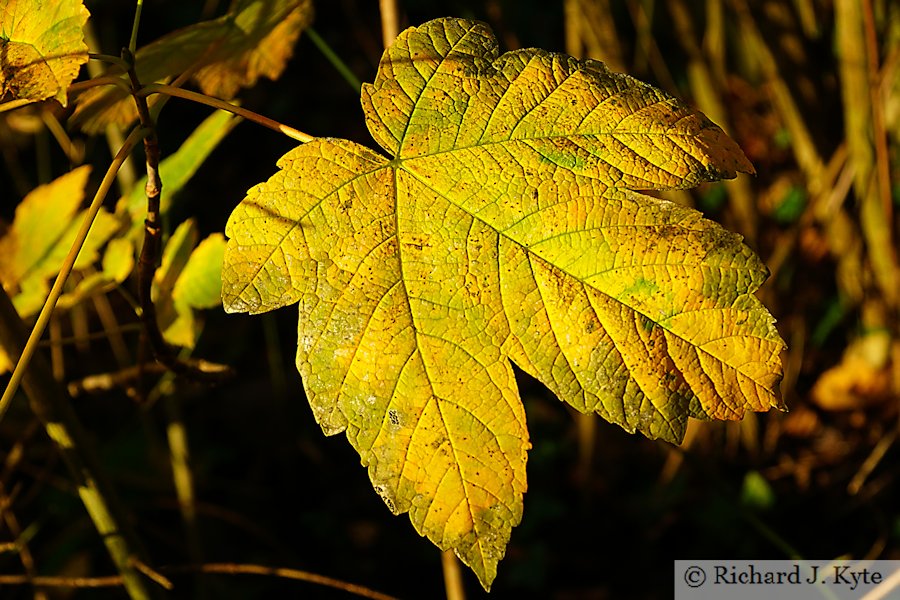 Autumn Leaf, Greenhill, Evesham, Worcestershire