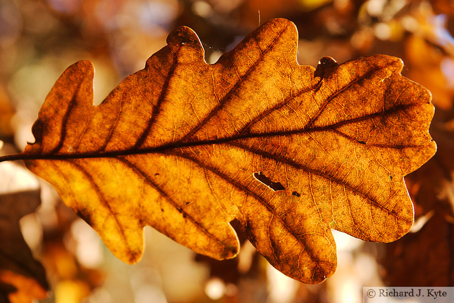 Autumn Leaf, Brockhampton Estate, Herefordshire, 2021