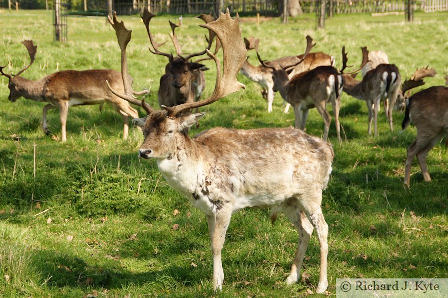 Fallow Deer Stag, Charlecote Park, Warwickshire