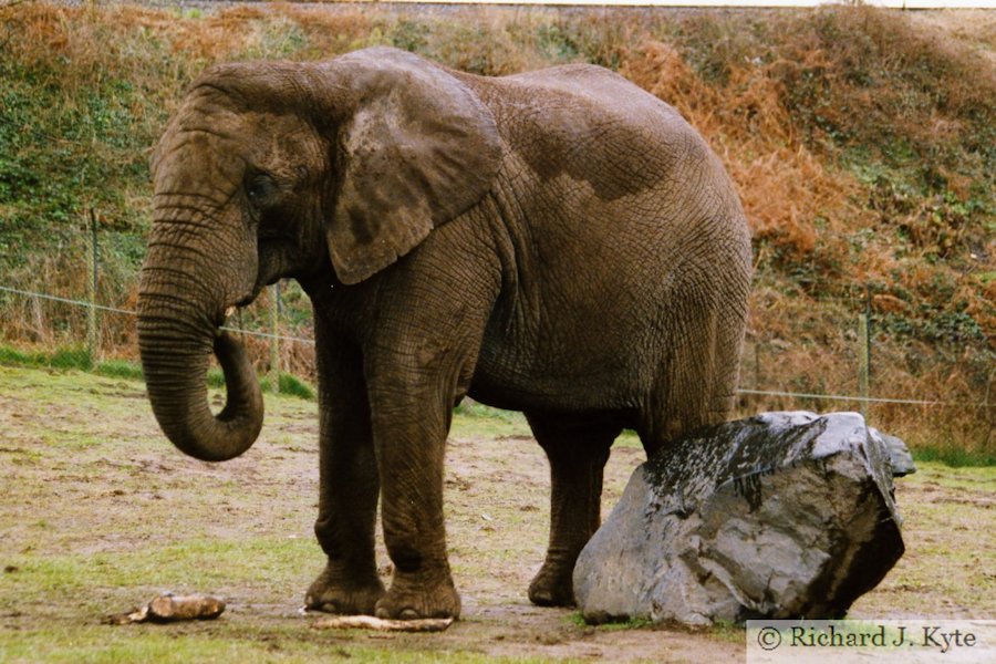 Elephant, West Midland Safari Park