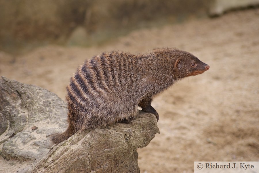 Banded Mongoose, Cotswold Wildlife Park