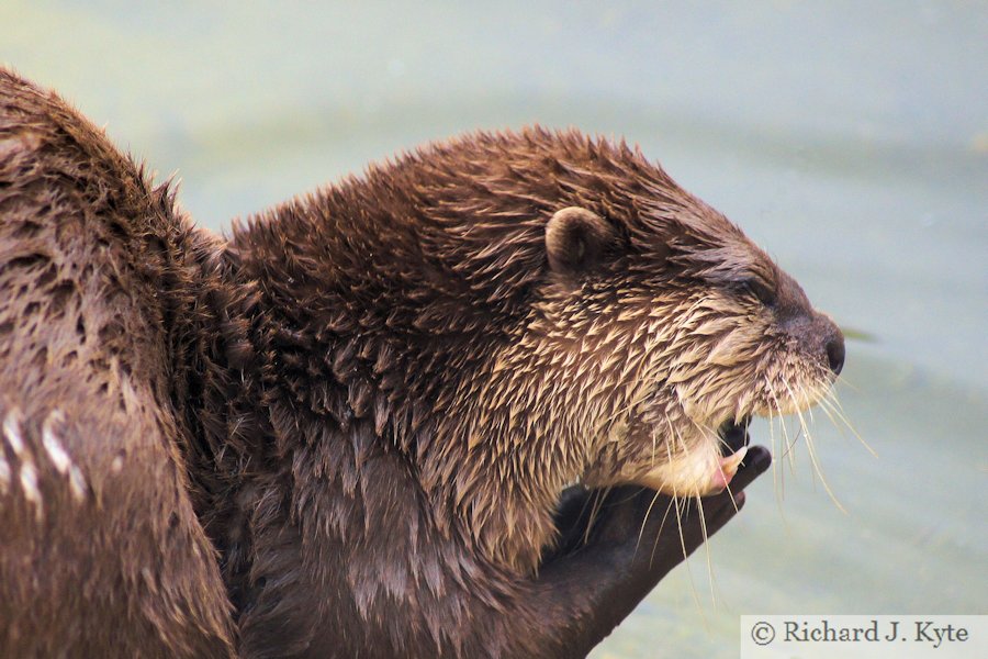 Oriental Short-Clawed Otter, Ark Animal Sanctuary