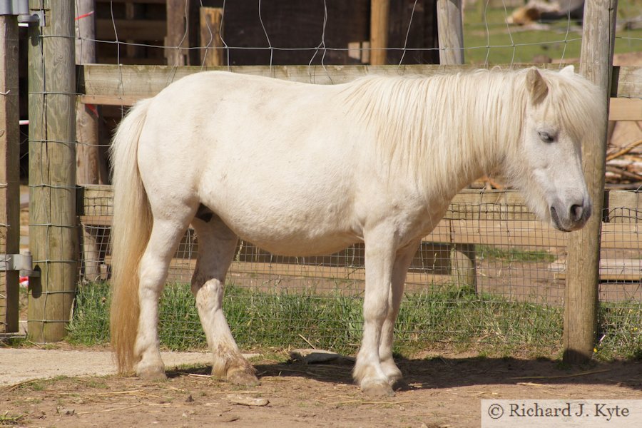 Shetland Pony, Ark Animal Sanctuary