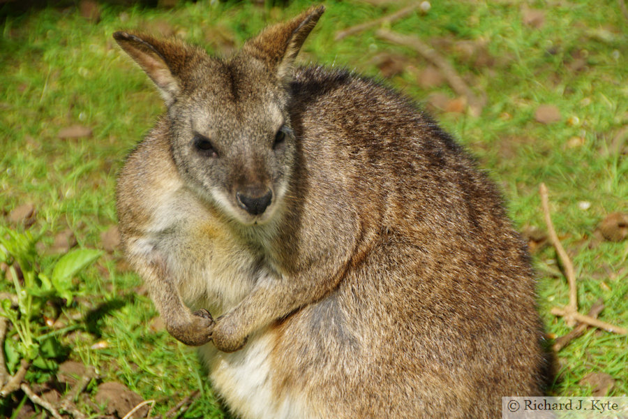 Parma Wallaby, Cotswold Wildlife Park, Oxfordshire