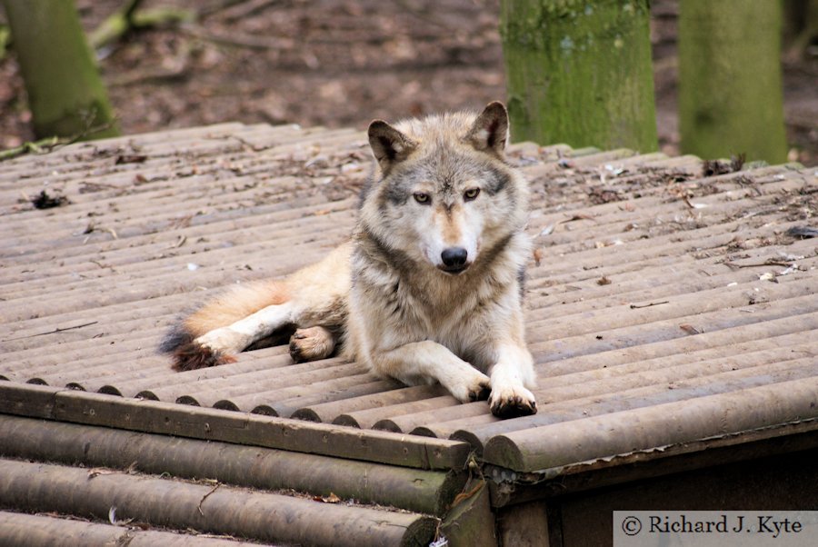 Canadian Timber Wolf, Cotswold Wildlife Park