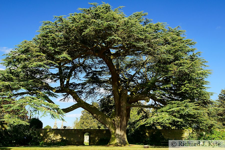 Tree, Canons Ashby Gardens, Northamptonshire