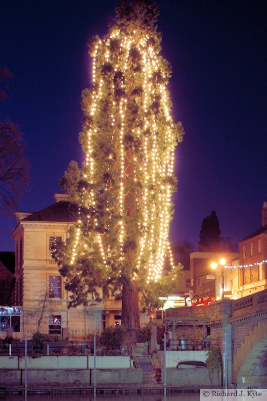 P06086 Tree of Light, Evesham, Worcestershire Night Photography
