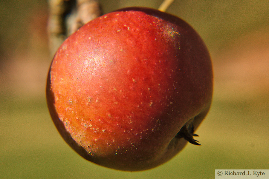 Apple in an Orchard, Warwickshire
