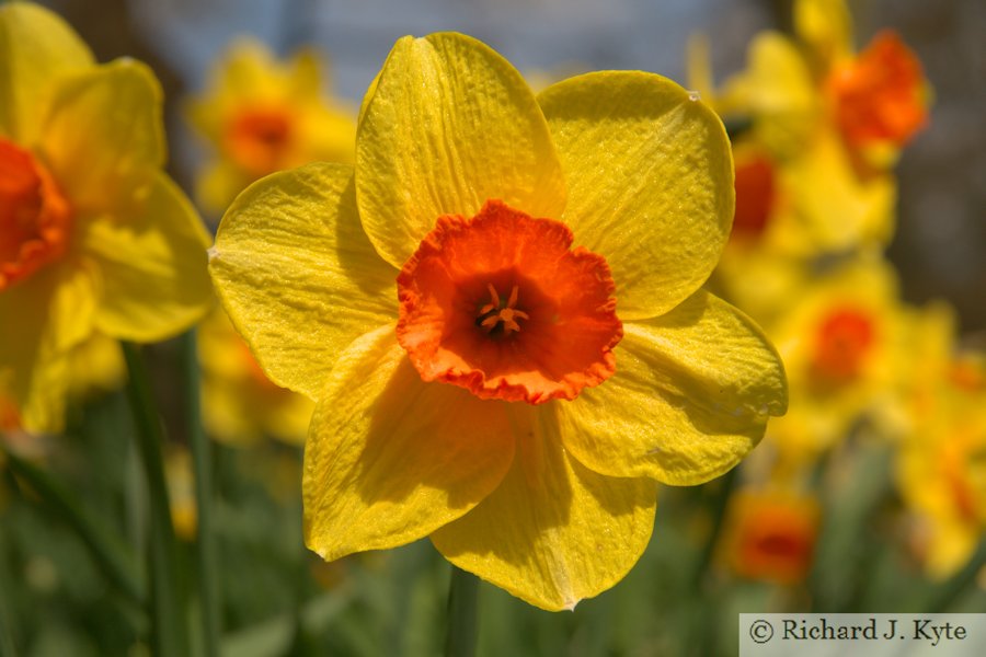 Daffodil (Narcissus Easter Dawn), Coughton Court, Warwickshire