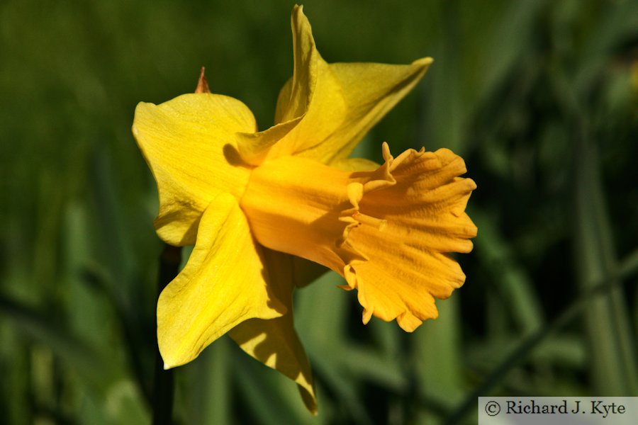 Yellow Daffodil, Hanbury Hall, Worcestershire