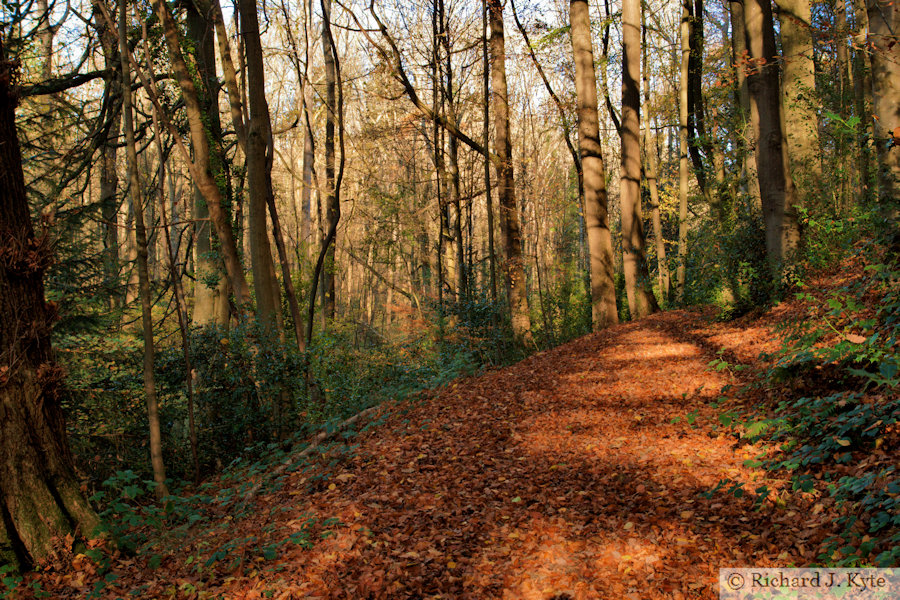 Forest Trail, Brockhampton Estate, Herefordshire