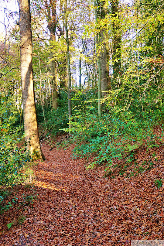 Forest Trail, Brockhampton Estate, Herefordshire