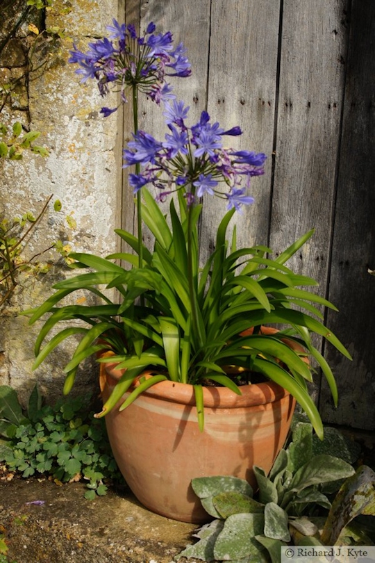 Potted Plant, Chastleton House, Oxfordshire