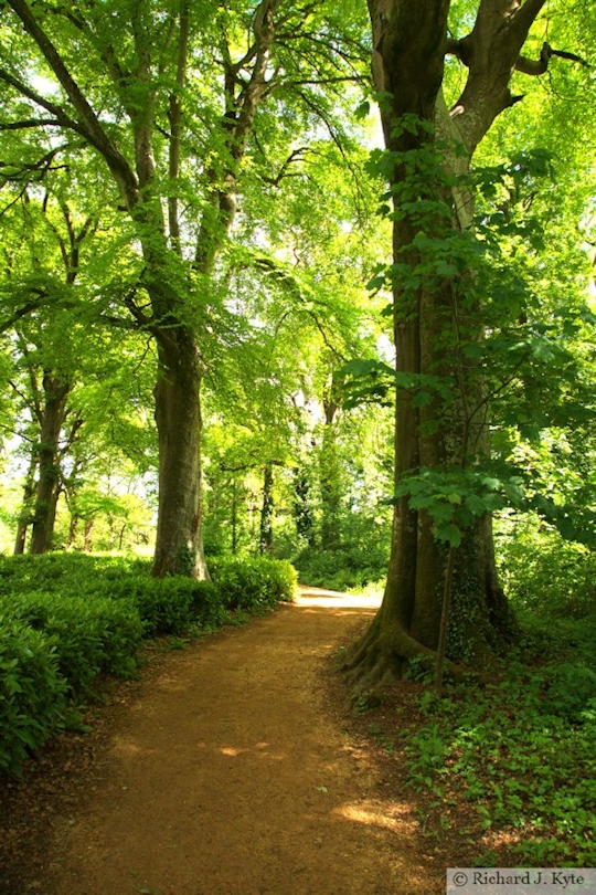 Woodland Path, Kingston Lacy, Dorset