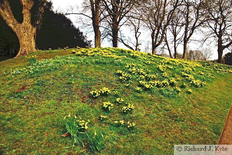 Daffodils, Waddeston Manor, Buckinghamshire