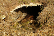 Click to see expanded image