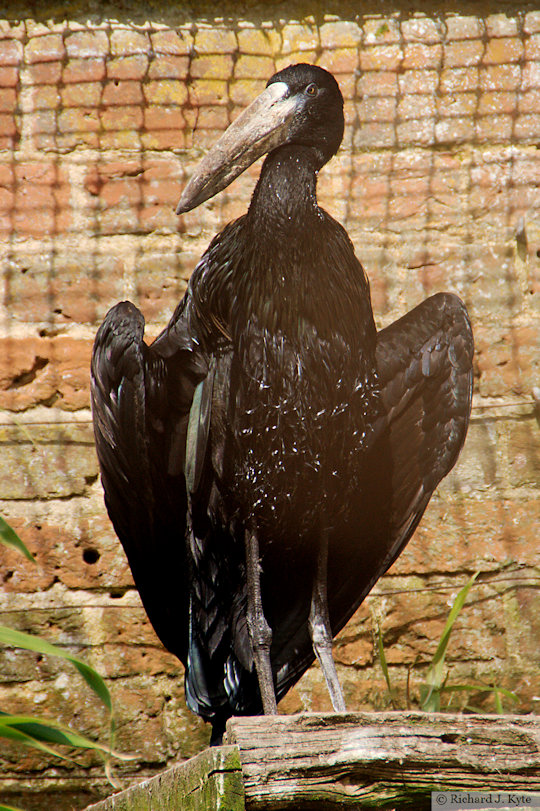 African Openbill, Cotswold Wildlife Park,Oxfordshire