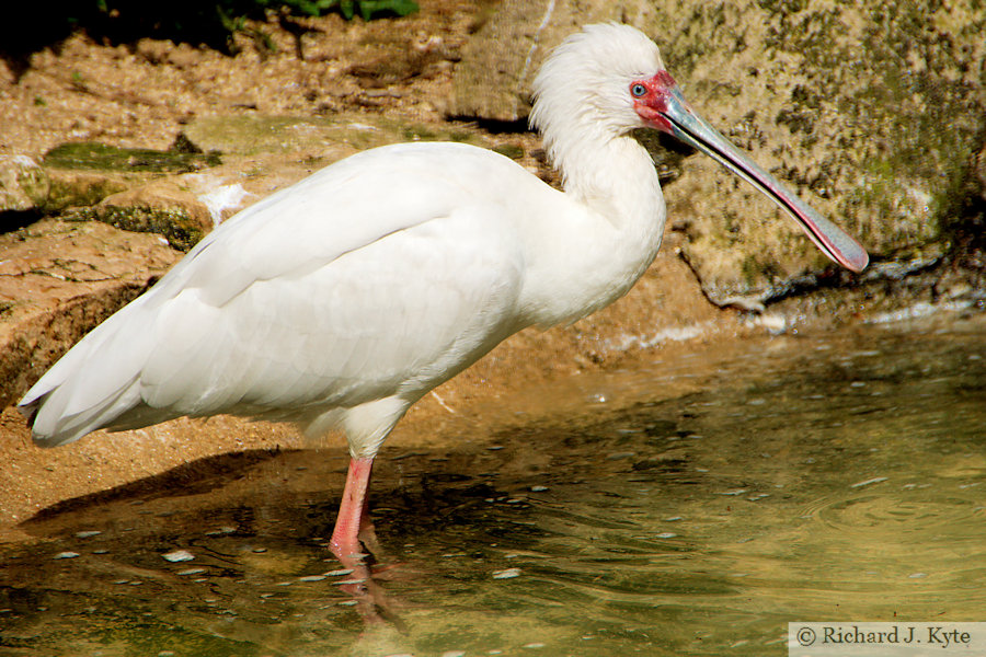 African Spoonbill, Cotswold Wildlife Park, Oxfordshire