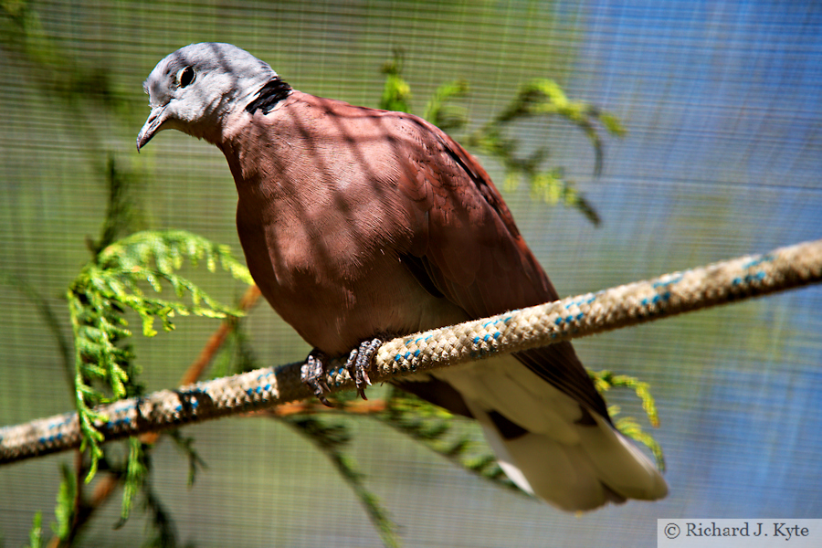 Red-Collared Dove, Birdland Park and Gardens, Gloucestershire
