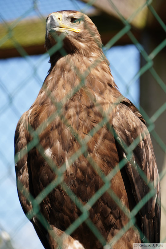 Steppe Eagle, Suffolk Owl Sanctuary