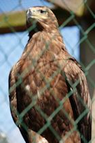 Click to see expanded image