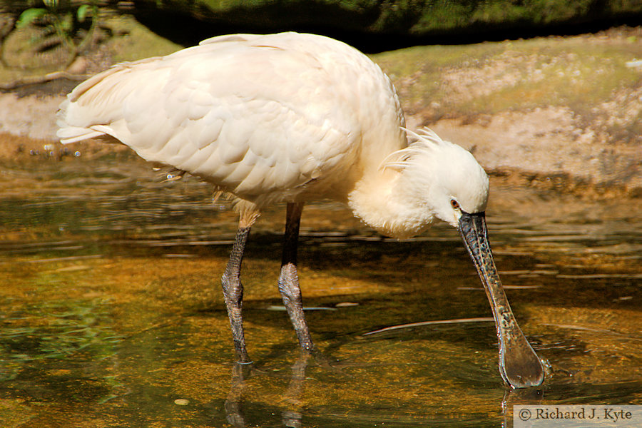 Eurasian Spoonbill, Cotswold Wildlife Park, Oxfordshire
