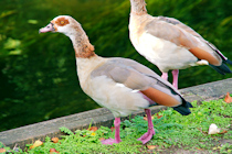 Click to see expanded image