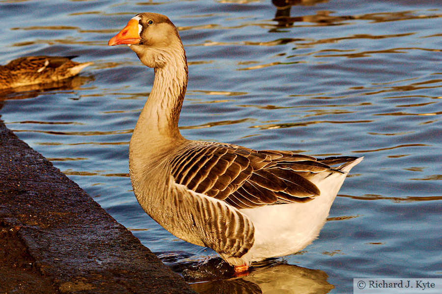 Greylag Goose, River Avon, Evesham, Worcestershire