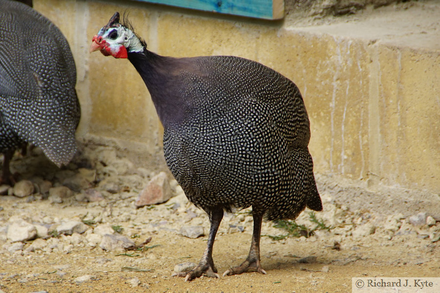 Helmeted Guineafowl, Cotswold Wildlife Park, Oxfordshire
