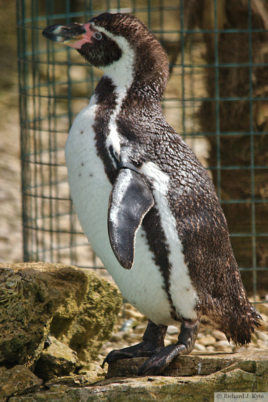 Humboldt Penguin, Cotswold Wildlife Park,Oxfordshire