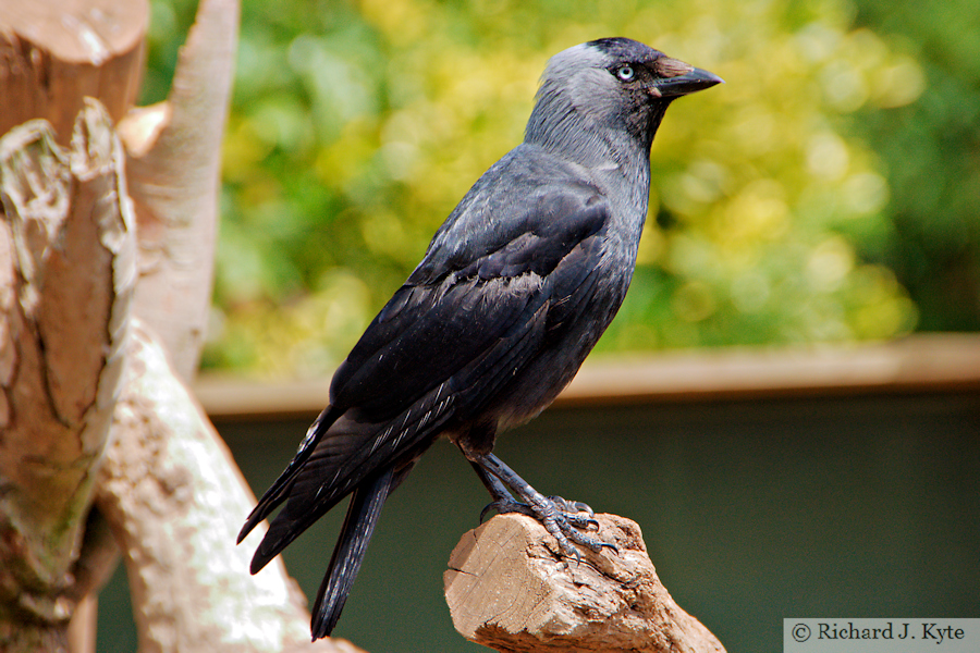 Eurasian Jackdaw, Tropiquaria, Watchet, Somerset