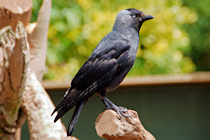 Click to see expanded image