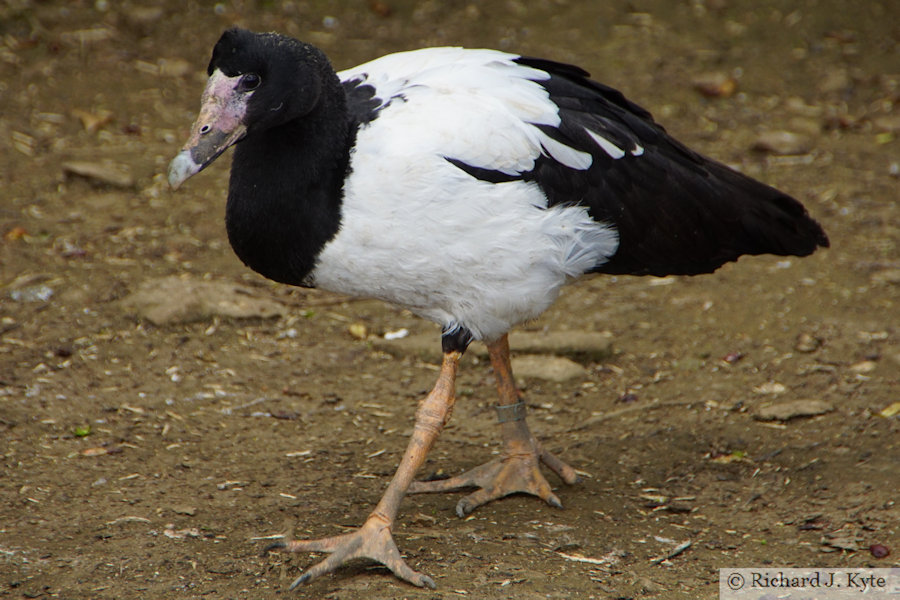 Helmeted Guineafowl, Cotswold Wildlife Park, Oxfordshire