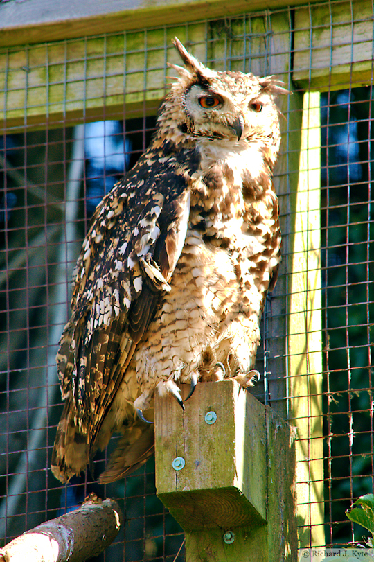 Mackinder's Eagle-Owl, Birdland Park and Gardens, Gloucestershire
