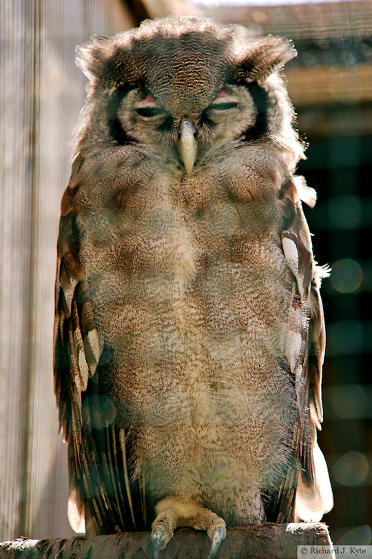 Milky Eagle-Owl, Suffolk Owl Sanctuary