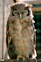 Click to see expanded image