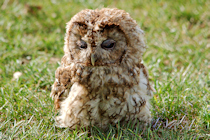 Click to see expanded image